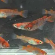 あっちゃんの画像