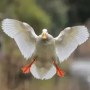 ひまわり