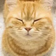せっけんの画像