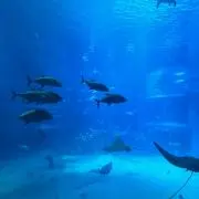 やっさん