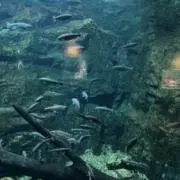 ひめるの画像