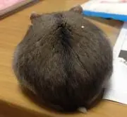 たまごの画像