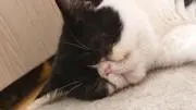 トシボーの画像