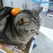 sazaerap