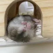 シンリーの画像