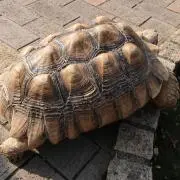 ぶぶ