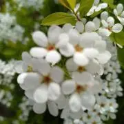 IMIRAIの画像