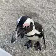 こーじ