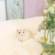ひぃ。の画像