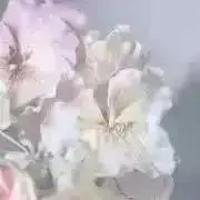 まの画像