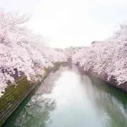 Emichori*