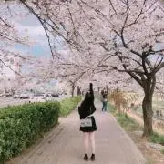 桜の画像