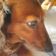 ここあの画像