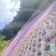ここみ(次回発16日)の画像