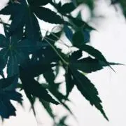 akiの画像
