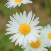 Flowerの画像