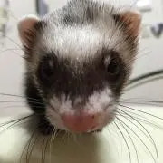 エマの画像
