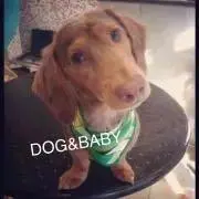 Dog&Baby◡̈⃝⭐︎