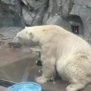 リリ