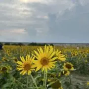 りんご飴の画像