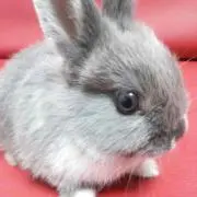 ピンクの画像