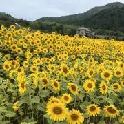 サマーの画像