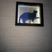 おなかねこの画像