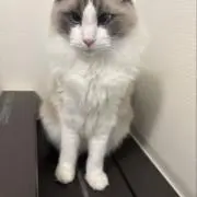 もっち