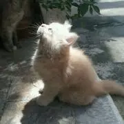 キラーんの画像