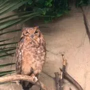 ぐらころの画像