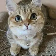 猫里つばめ