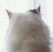 エイコの画像