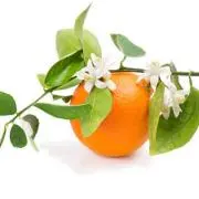 ＊Neroli＊の画像