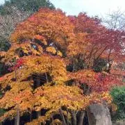 来夢ライムの画像