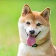 ガンガンの画像