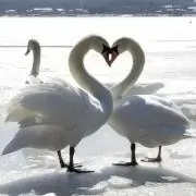 エネ✿プロフ確認お願いします✿の画像
