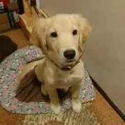 ふくちゃんの画像