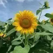 BigDreamerの画像