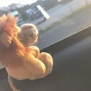 ひかるの画像