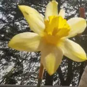 yayaの画像