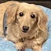 hana