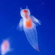 くりおね