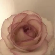 yyyの画像