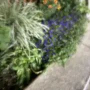 りりりの画像
