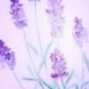 ラベンダー