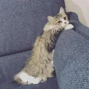 aca