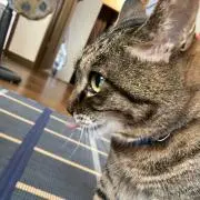 ちぷこの画像