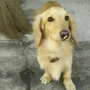 鶴丸