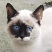 アイシャの画像
