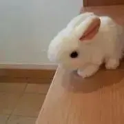 うーちゃんの画像